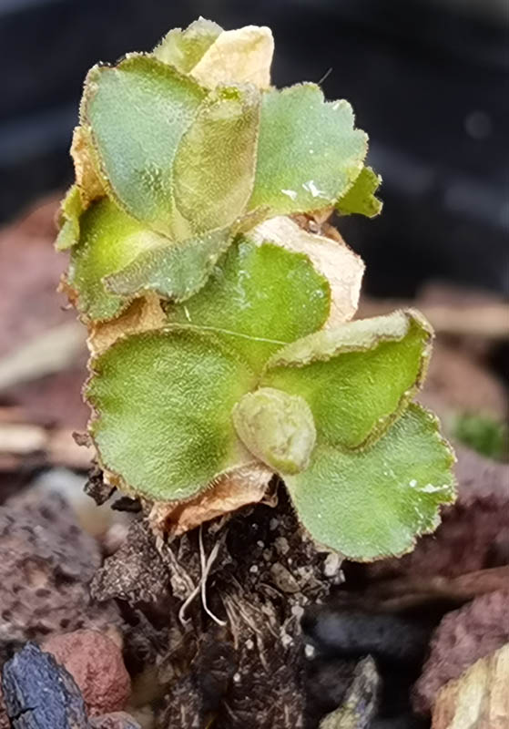 Primula hirsuta photo